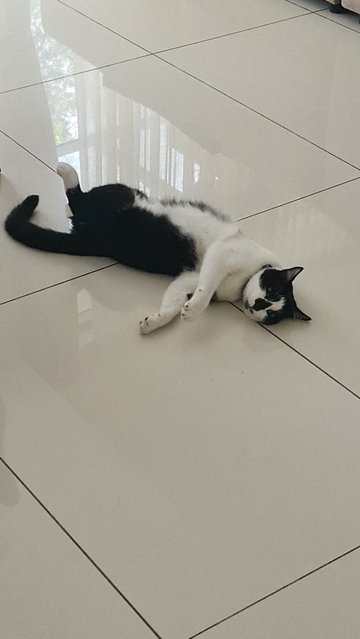 Johnny - Domestic Short Hair Cat