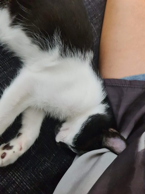 Johnny - Domestic Short Hair Cat