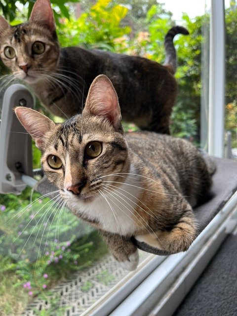 Yin Yin&amp;yang Yang - Domestic Short Hair Cat