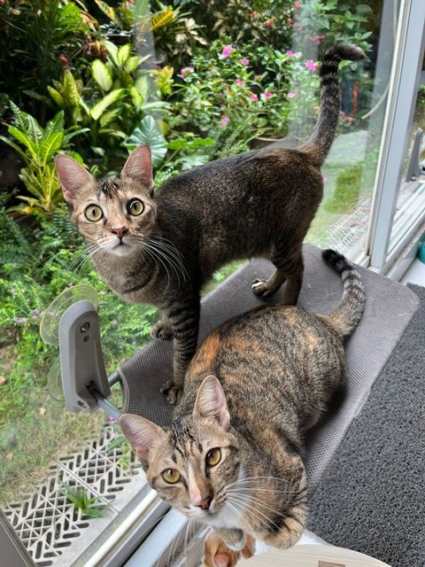 Yin Yin&amp;yang Yang - Domestic Short Hair Cat