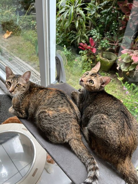 Yin Yin&amp;yang Yang - Domestic Short Hair Cat