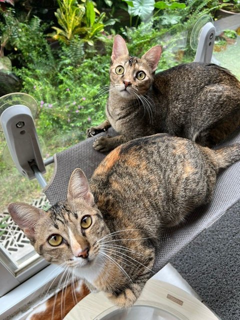 Yin Yin&amp;yang Yang - Domestic Short Hair Cat