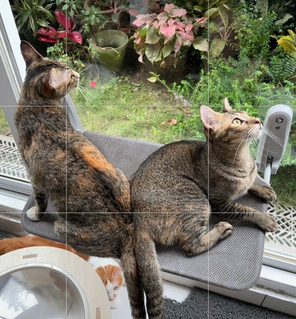 Yin Yin&amp;yang Yang - Domestic Short Hair Cat
