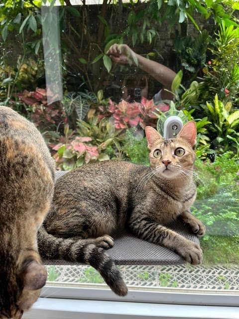 Yin Yin&amp;yang Yang - Domestic Short Hair Cat