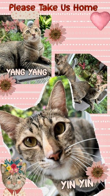 Yin Yin&amp;yang Yang - Domestic Short Hair Cat