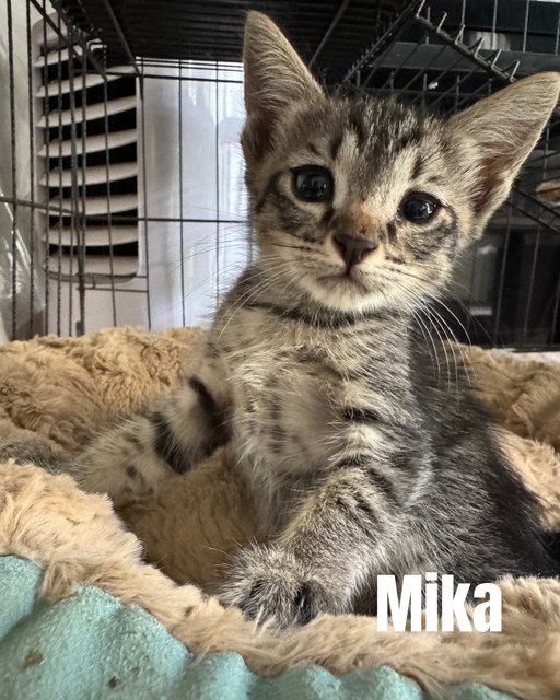 Milo &amp; Mika - Domestic Short Hair Cat