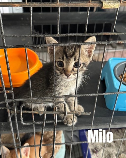 Milo &amp; Mika - Domestic Short Hair Cat