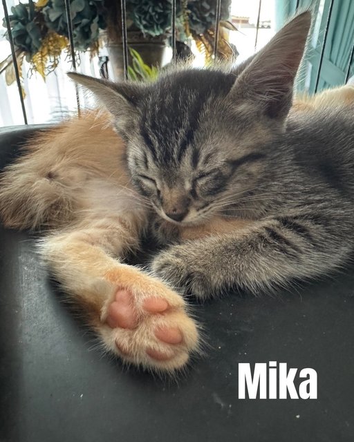 Milo &amp; Mika - Domestic Short Hair Cat