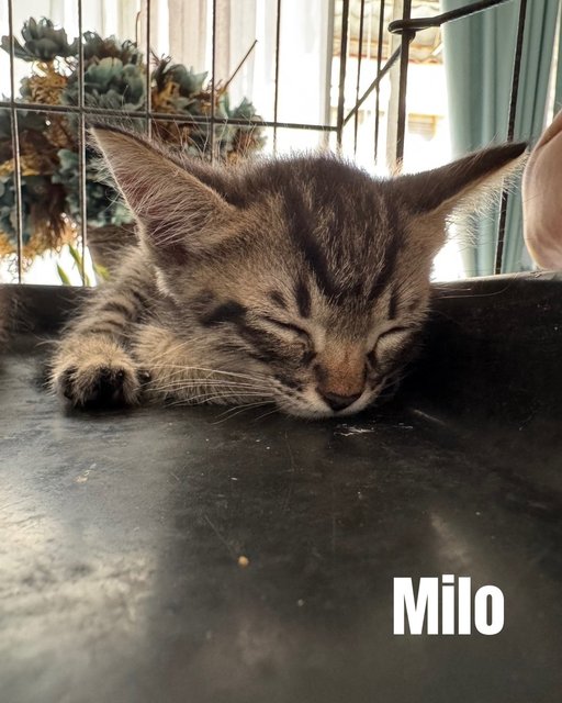 Milo &amp; Mika - Domestic Short Hair Cat