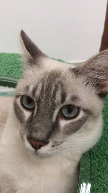 Ash - Domestic Short Hair + Siamese Cat