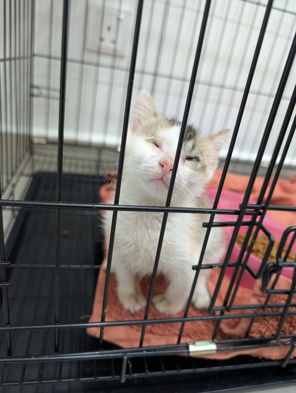 Skye - Domestic Short Hair Cat