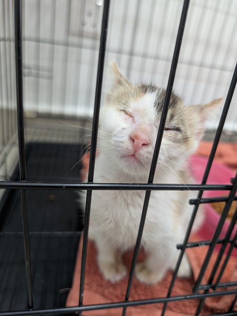 Skye - Domestic Short Hair Cat