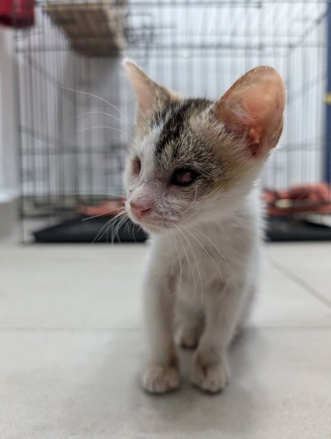 Skye - Domestic Short Hair Cat