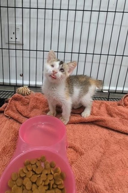 Skye - Domestic Short Hair Cat