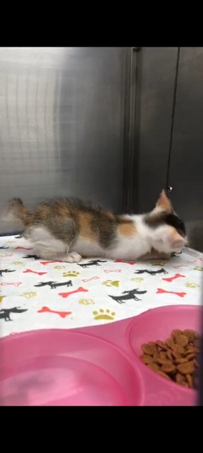 Skye - Domestic Short Hair Cat