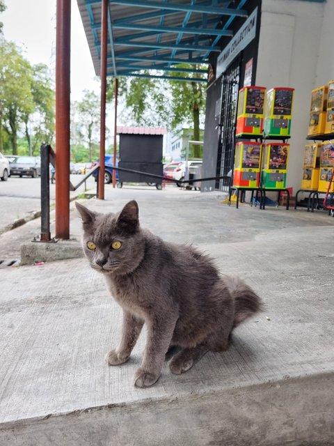 Smith - British Shorthair Cat