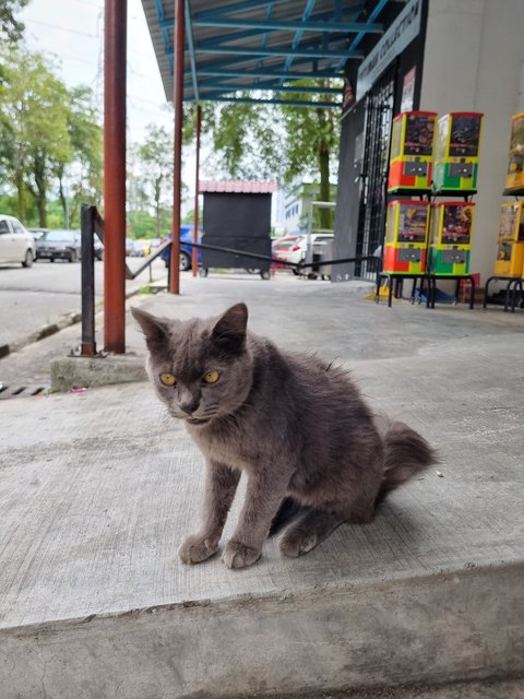Smith - British Shorthair Cat