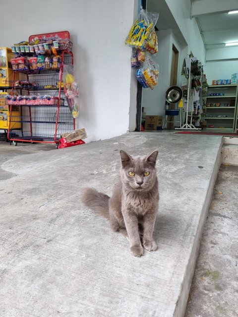 Smith - British Shorthair Cat