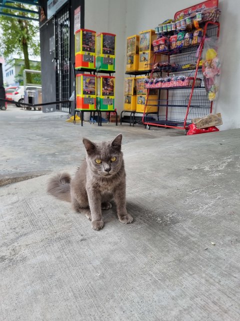 Smith - British Shorthair Cat