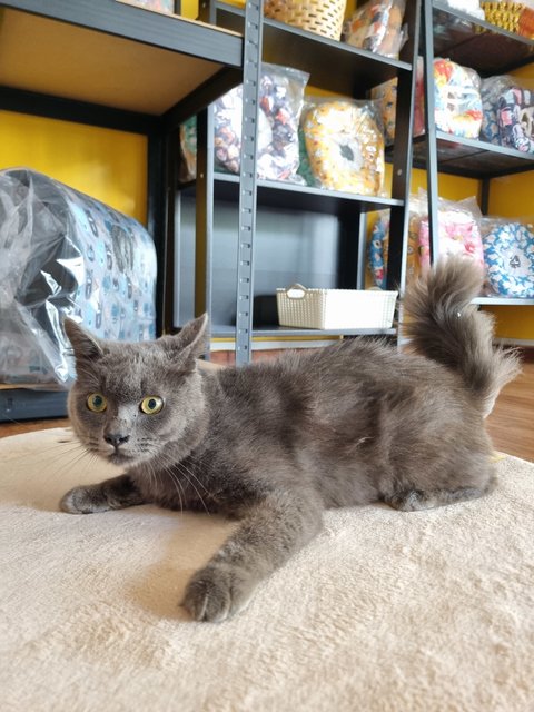 Smith - British Shorthair Cat