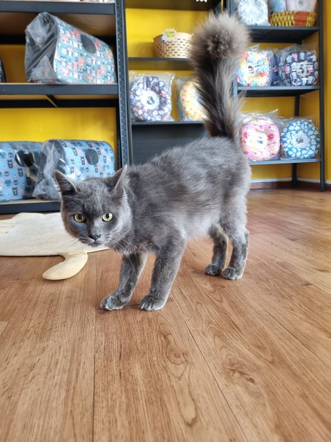 Smith - British Shorthair Cat