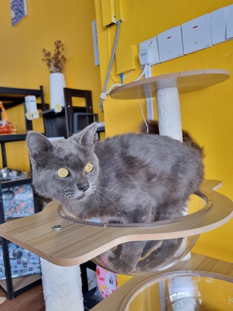 Smith - British Shorthair Cat