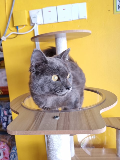 Smith - British Shorthair Cat