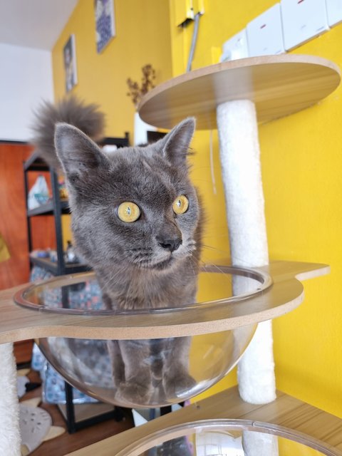 Smith - British Shorthair Cat