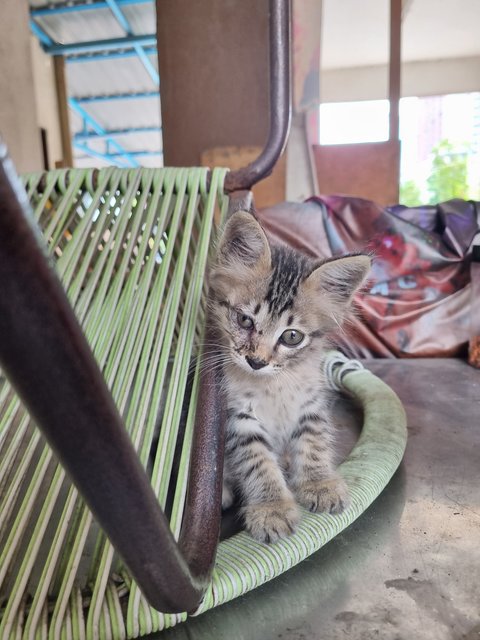 Smith - British Shorthair Cat