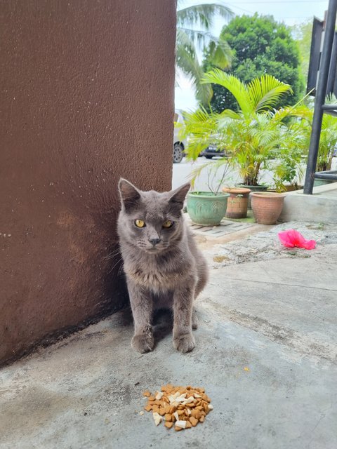 Smith - British Shorthair Cat
