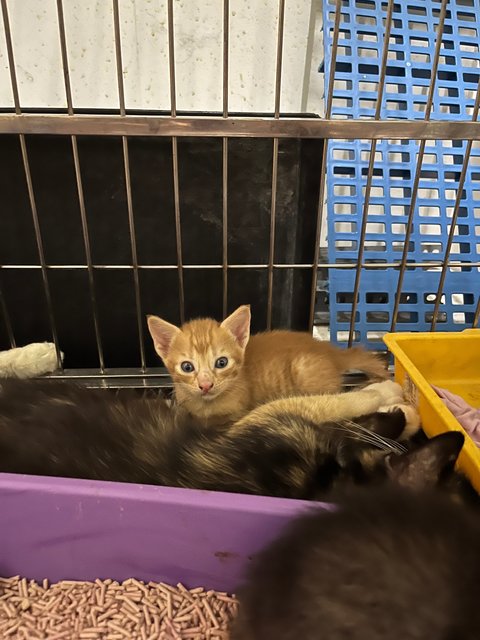 Cuties And Pies - Domestic Short Hair Cat