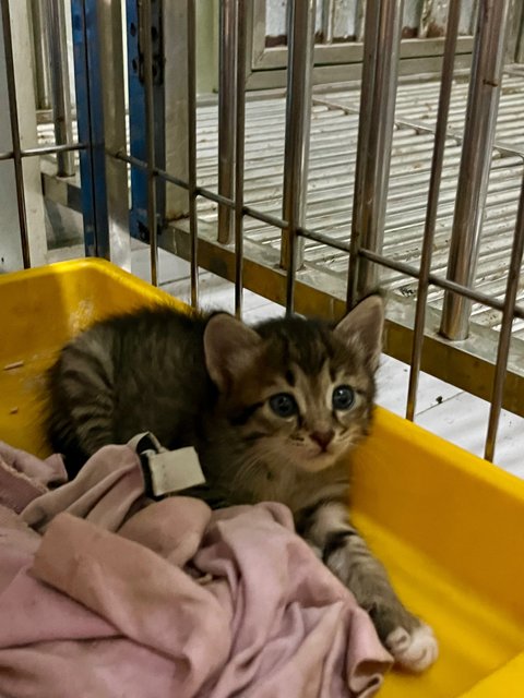 Cuties And Pies - Domestic Short Hair Cat