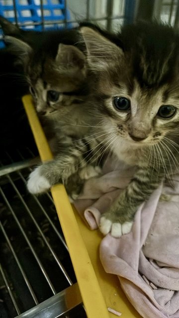 Cuties And Pies - Domestic Short Hair Cat