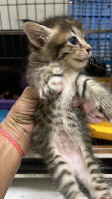 Cuties And Pies - Domestic Short Hair Cat