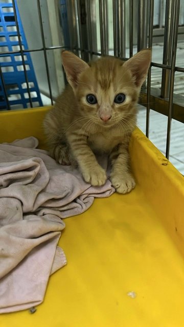 Cuties And Pies - Domestic Short Hair Cat