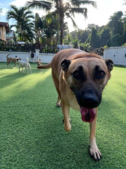 Cocoa - Mixed Breed Dog