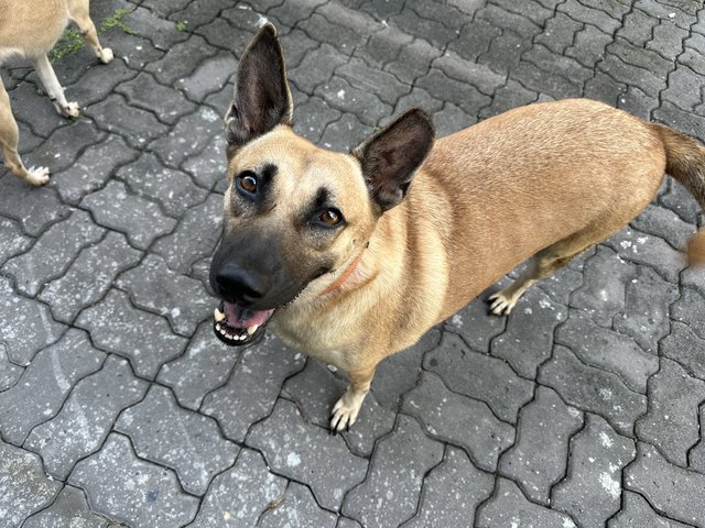 Cocoa - Mixed Breed Dog