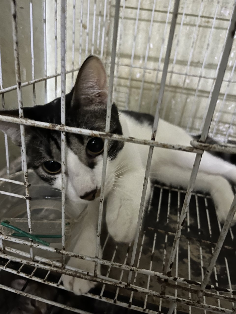 Prettie  - Domestic Short Hair Cat