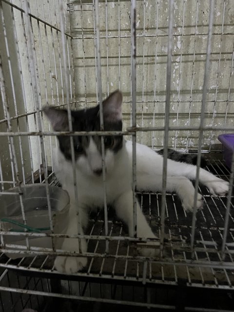 Prettie  - Domestic Short Hair Cat