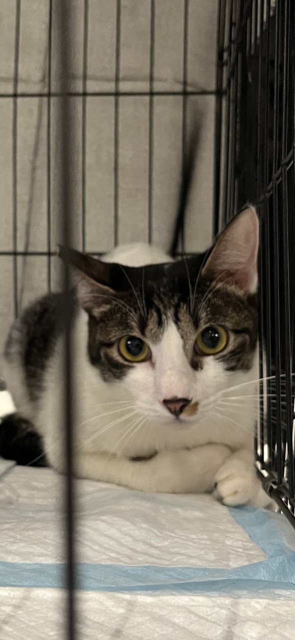 Prettie  - Domestic Short Hair Cat