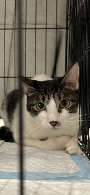 Prettie  - Domestic Short Hair Cat