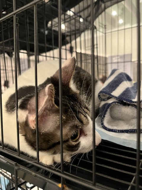 Prettie  - Domestic Short Hair Cat
