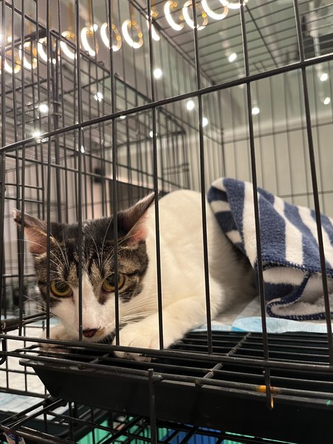 Prettie  - Domestic Short Hair Cat