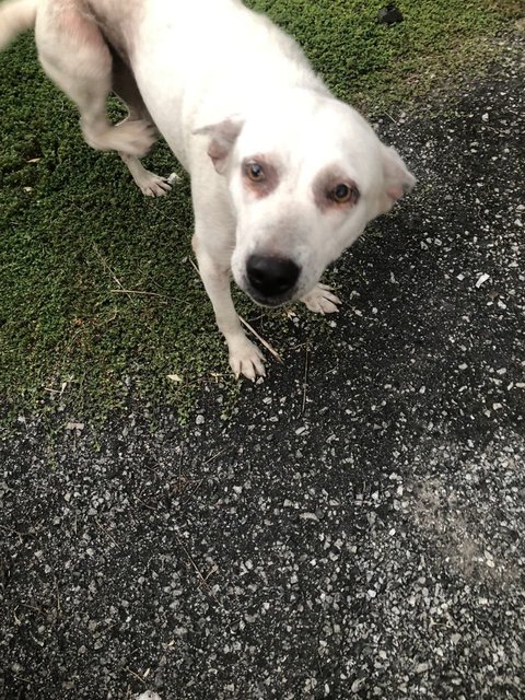 Poor Baby - Mixed Breed Dog