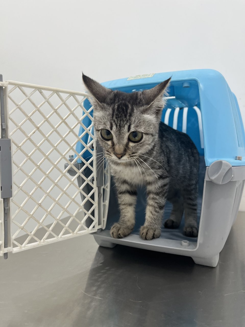 Teoteo - Domestic Medium Hair Cat