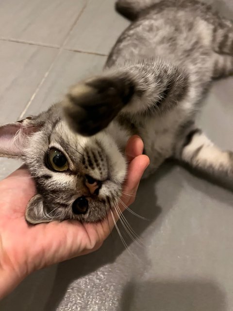 Teoteo - Domestic Medium Hair Cat