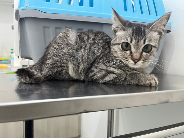 Teoteo - Domestic Medium Hair Cat