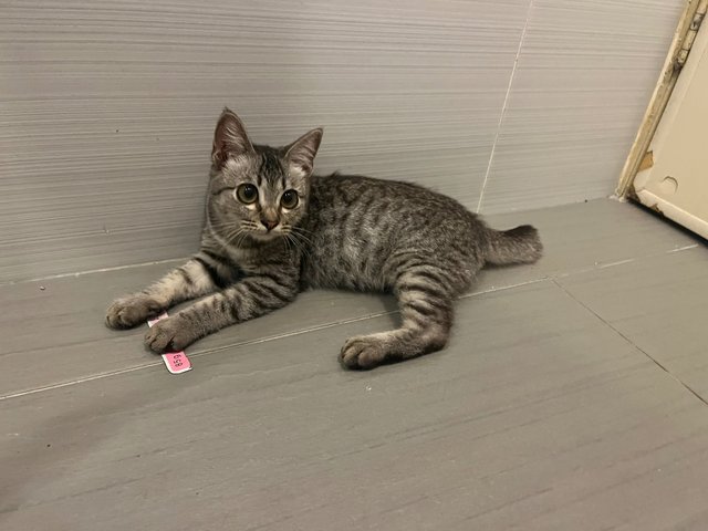 Teoteo - Domestic Medium Hair Cat