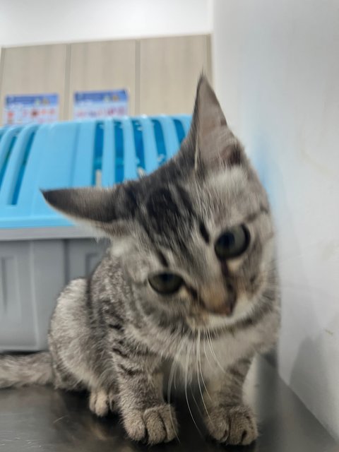 Teoteo - Domestic Medium Hair Cat