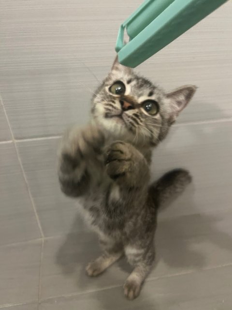 Teoteo - Domestic Medium Hair Cat